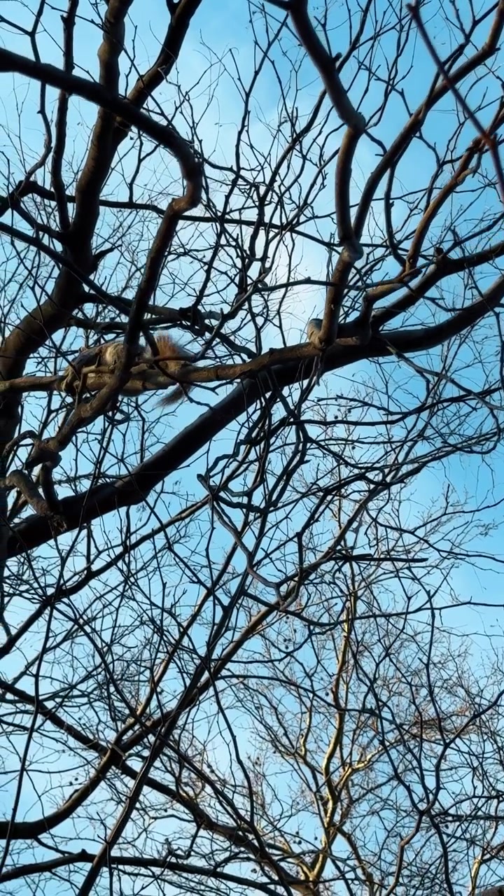 Ardilla trepando en finas ramas de árbol contra el cielo. Roedor en movimiento en las ramas desnudas de un árbol con un fondo de cielo azul claro.