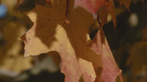 Close-up-of-a-maple-leaf-colored-with-autumn-colors,-fluttering-in-the-wind