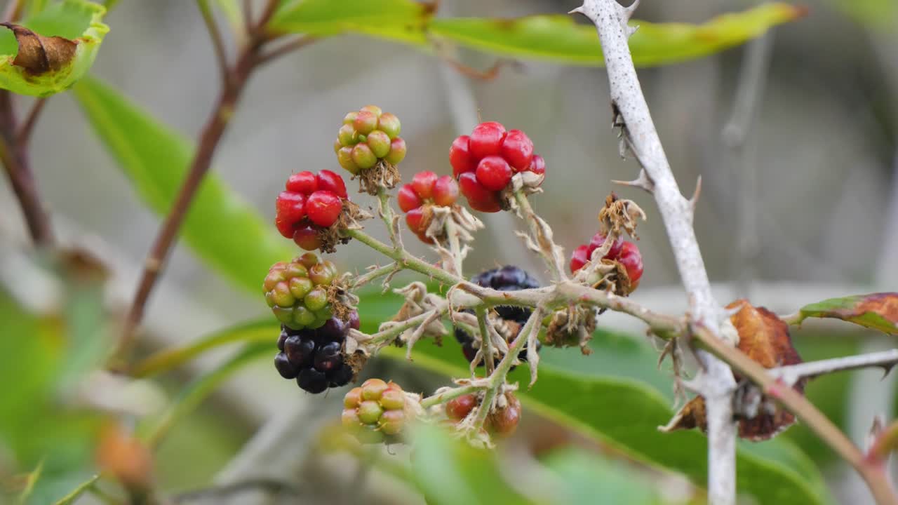 Berry bunch on windy day