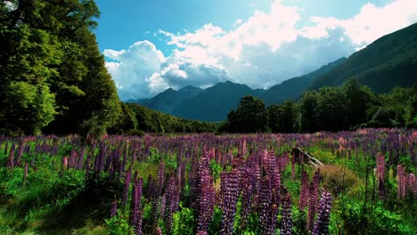 Neuseeland-Milford-Soundlandschaft-Drohnenaufnahme-Eines-Bunten-Lupinenfeldes