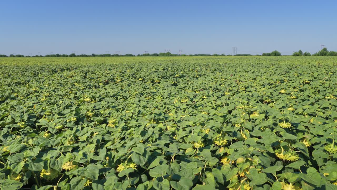 Aerial drone Sunflower field flower on a sunny Summer Day in Europe, farming sun flower, close-up, flower, agriculture, seeds, 4k, black seeds, sunflower