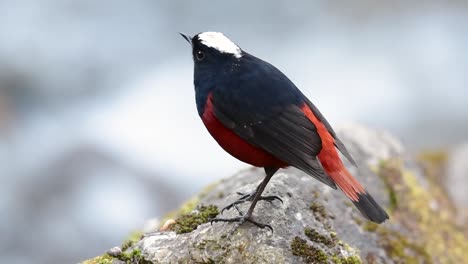 El-Colirrojo-De-Cabeza-Blanca-Es-Conocido-Por-Su-Hermosa-Corona-Blanca,-Alas-De-Color-Azul-Oscuro-Negruzco-Y-Marrón-Debajo-De-Las-Plumas-Y-Su-Cola-Comienza-Con-Rojo