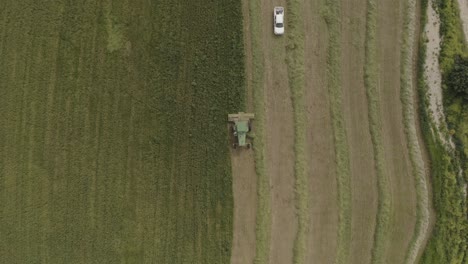 combine harvesting wheat for silage, aerial view