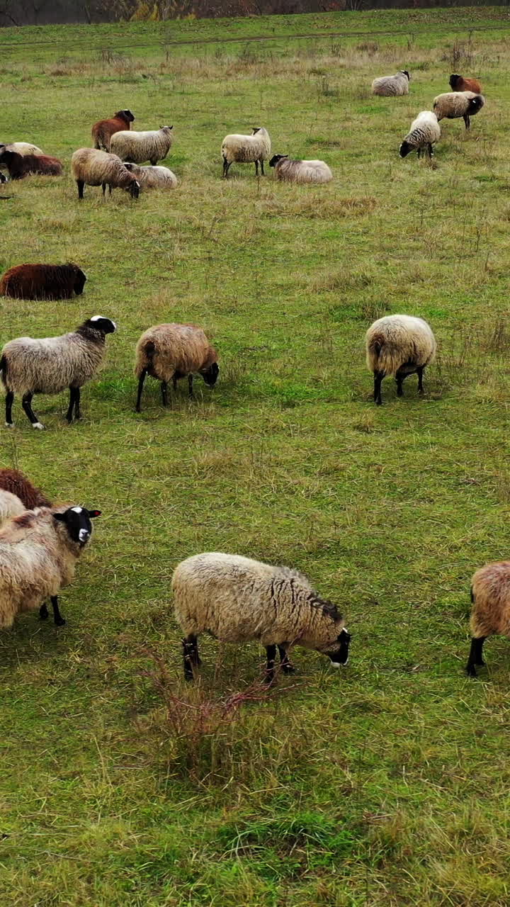 Sheep farm outdoors. Livestock on a meadow. Herding of sheep on field. Fluffy woolly animals grazing and resting among nature. Vertical video