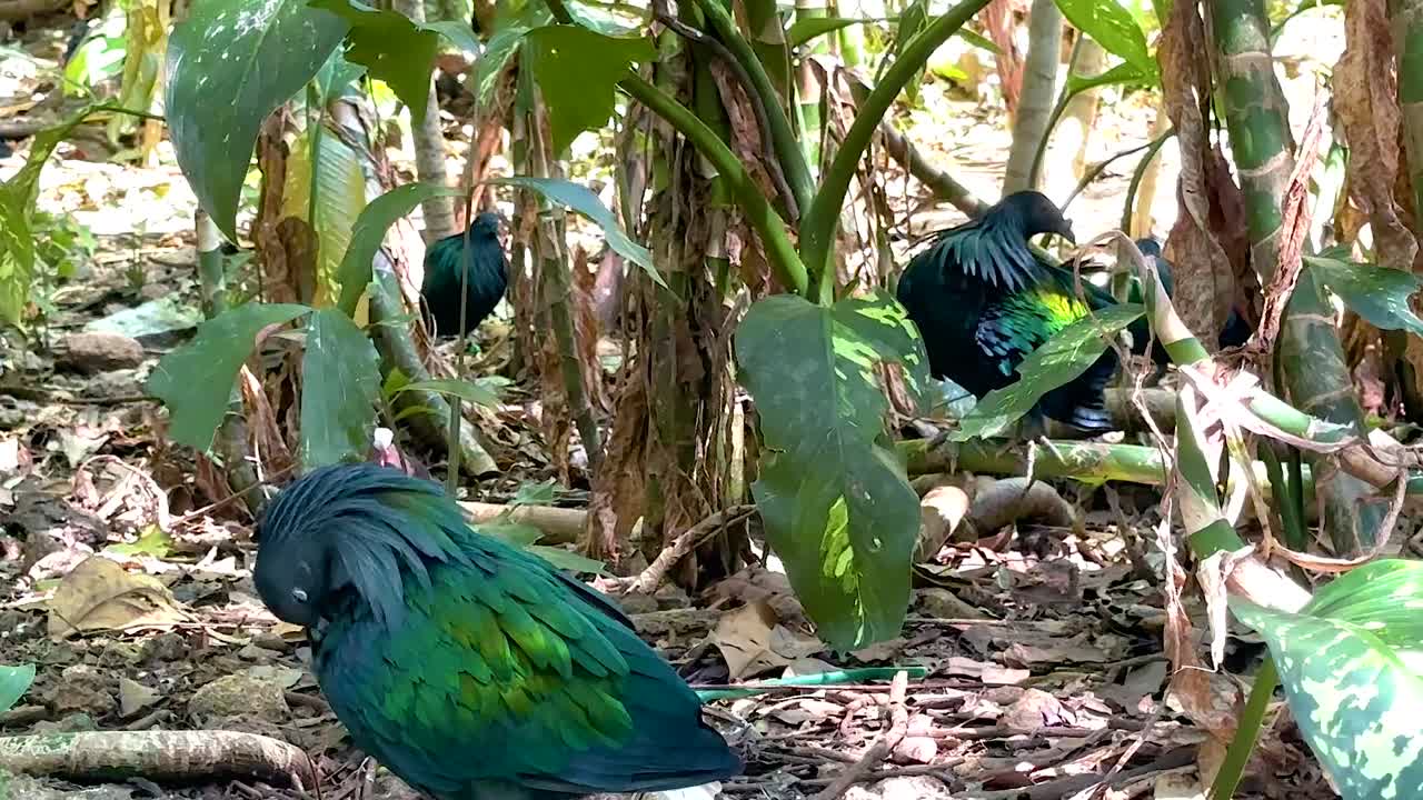 A vibrant pigeon with iridescent feathers moves through dense forest undergrowth.