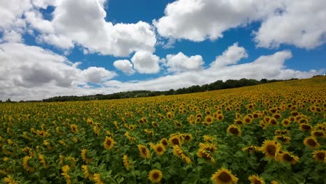 fpv drone flies very close to a sunflower field