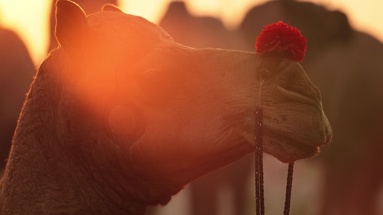 camellos en cámara lenta en la feria de pushkar, también llamada feria de camellos de pushkar o localmente como kartik mela es una feria anual de varios días de ganado y cultural que se celebra en la ciudad de pushkar rajasthan, india.