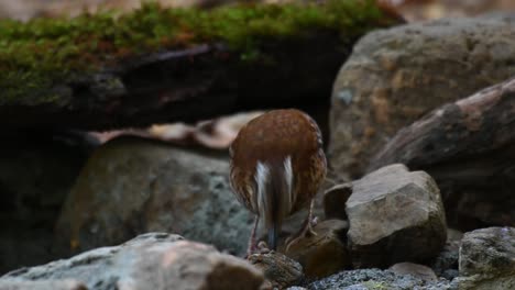 4K-close-up-shot-of-an-Eared-Pitta,-hydrornis-phayrei,-gesturing-a-feeding-and-drinking-action-while-foraging-for-some-insects-in-between-rocks-in-Kaeng-Krachan-National-Park-Thailand,-Asia