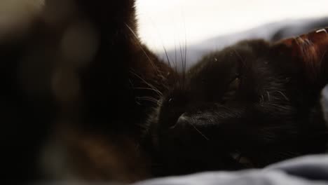 beautiful young black cat yawning and stretching in slow motion 4k