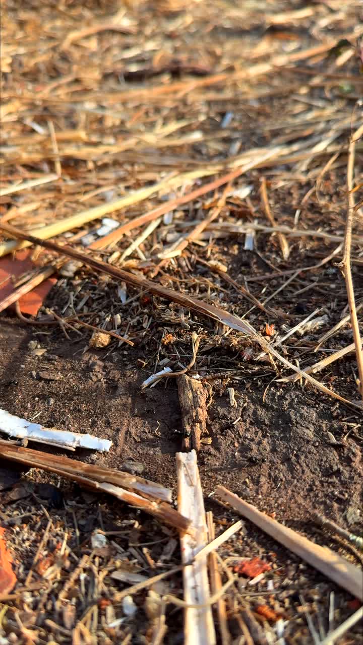 Close-up of Dry Grass and Soil on the Ground in Sunlight