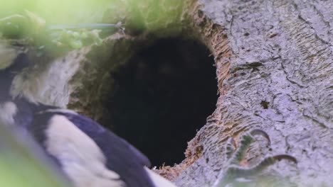 BIRDS---Great-spotted-woodpecker-arrives-to-feed-young-in-nest-hole-in-tree