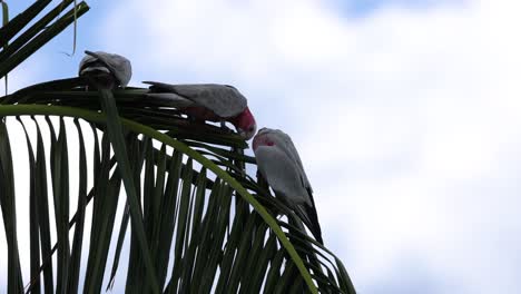 cacatuas socializando y moviéndose en hojas de palma