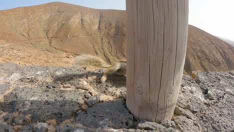 A-Cute-Barbary-Ground-Squirrel-Peeking-Behind-A-Wooden-Post-Quickly-Running-Away-Down-The-Rocky-Mountain-Cliff-In-Fuerteventura,-Canary-Islands,-Spain