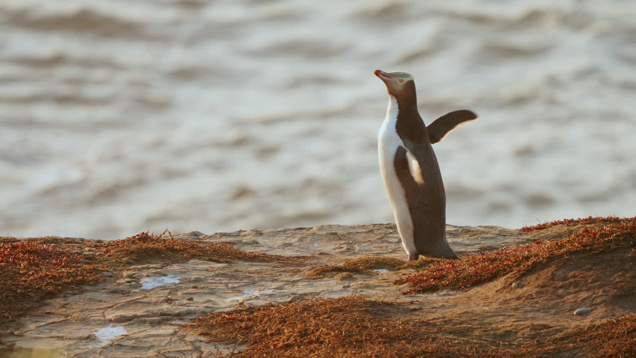 paisaje del amanecer en el punto katiki con el pingüino de ojos amarillos de pie en el acantilado en nueva zelanda - ancho