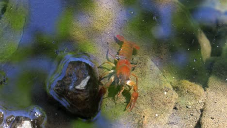 el cangrejo fresco solo explora las aguas poco profundas claras y brillantes