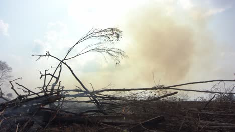 smoke rises from wildfires in the amazon rainforest due to global warming - low angle