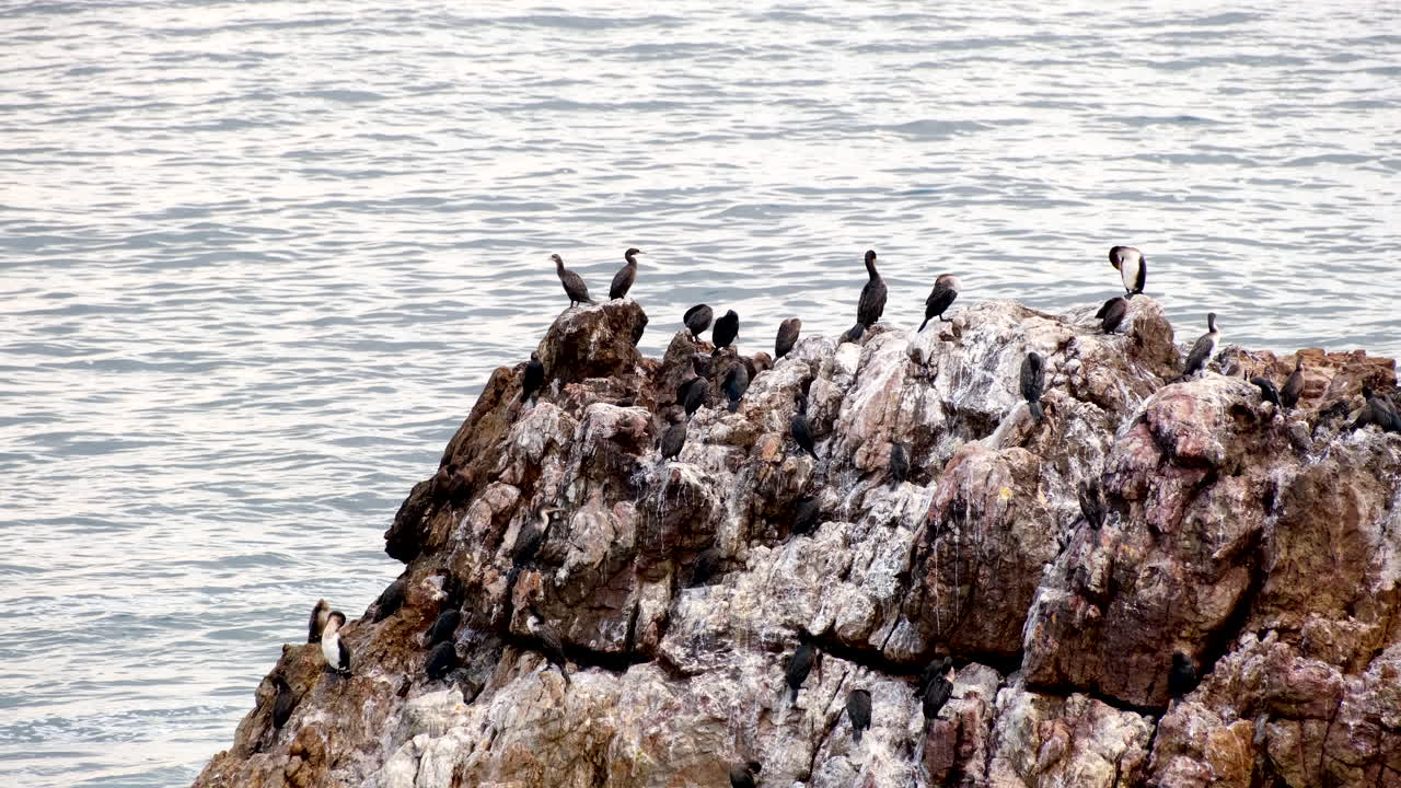 Cormorants (shags) perched on white guano covered coastal rock bask in sun