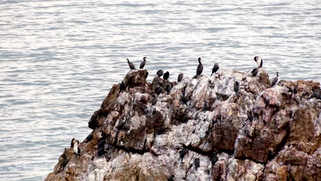 cormorants (shags) perched on white guano covered coastal rock bask in sun