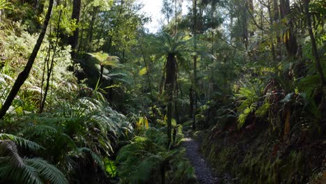 tilt down through sun dappled rainforest on abel tasman trail, nz