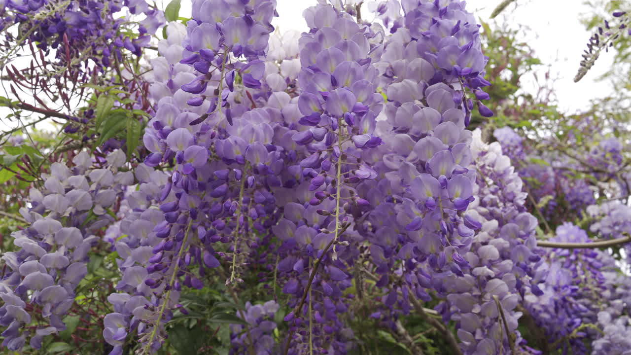 Close up of the purple wisteria flowers on the tree