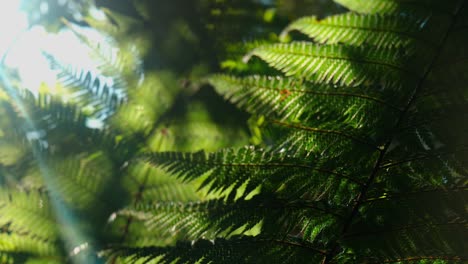 helechos soplando en el viento en un bosque, rotorua, nueva zelanda