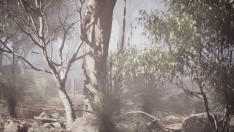 misty forest in australia