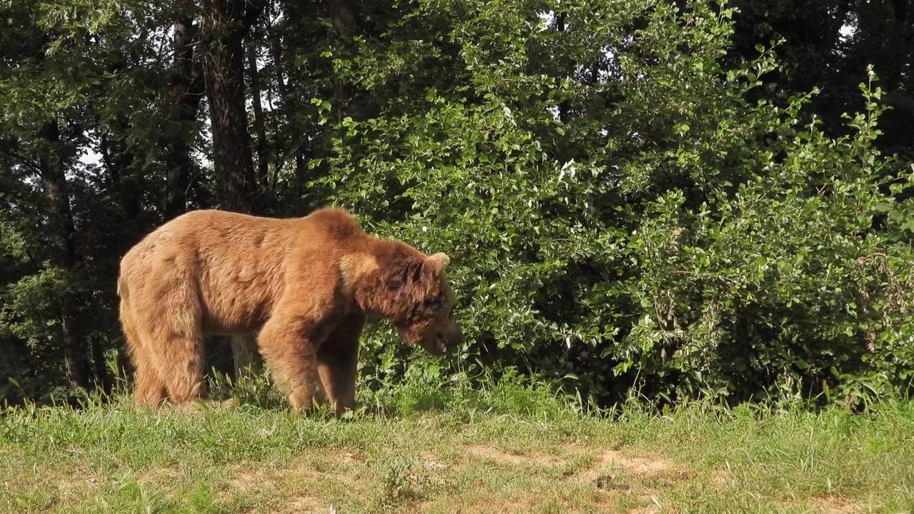 Orso bruno che cammina lungo il margine della foresta