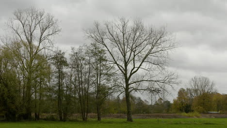 Una-Impresión-De-La-Escena-Del-Color-De-La-Naturaleza-En-Otoño,-Hojas-Que-Caen-En-Las-Calles