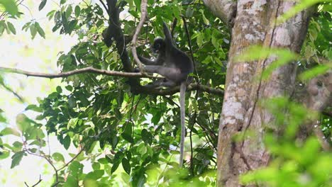 Looking-down-to-people-watching-it-in-the-jungle-as-it-holds-tight-on-branches,-tail-down,-windy-day