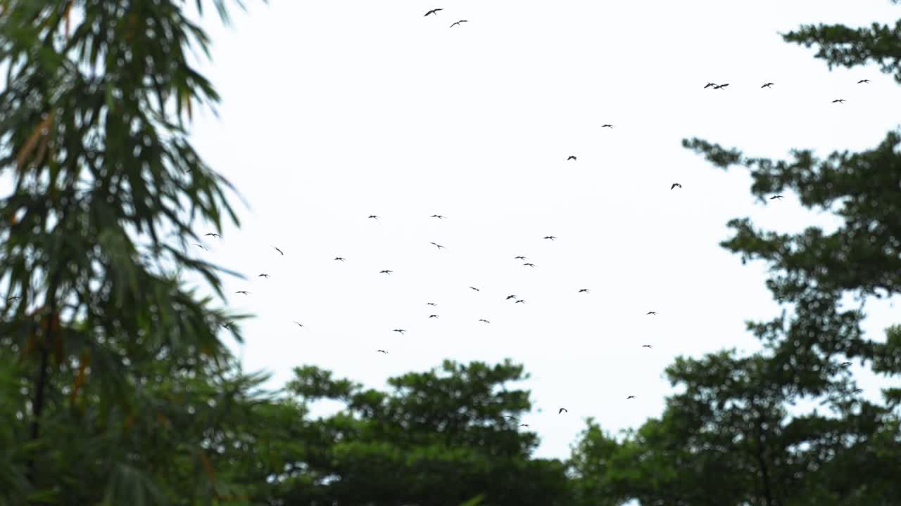 Flock Of Asian Openbill Birds Flying In The Sky Over The Trees. - wide shot