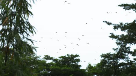 flock of asian openbill birds flying in the sky over the trees. - wide shot