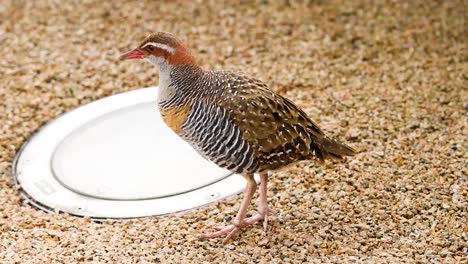 lewin's rail bird near a water dish