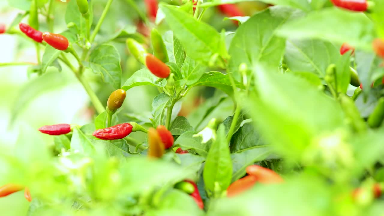 Red chili peppers grow on lush green plants in bright natural light. The camera slowly pans, revealing details of the peppers and foliage