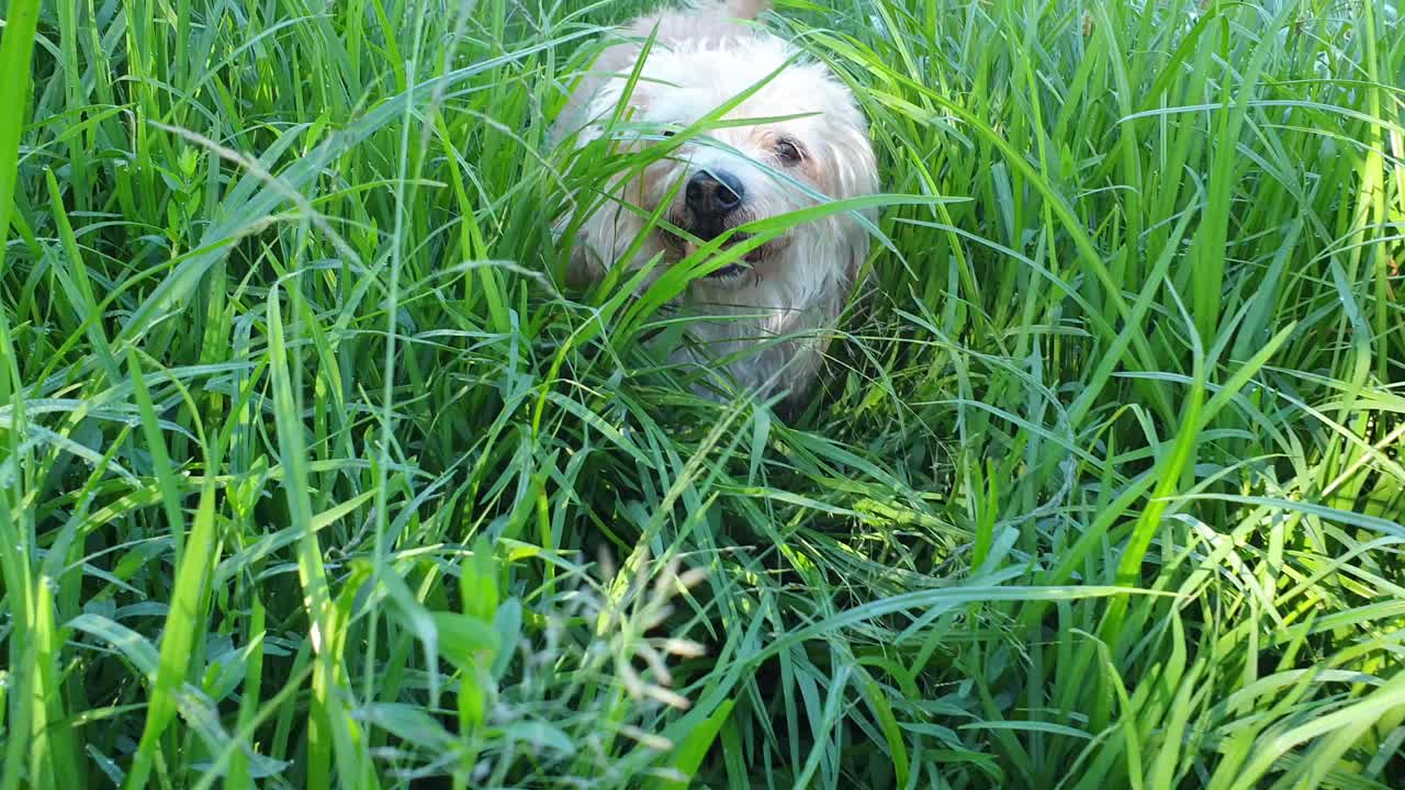 Pet dog travelling through very tall and overgrown green grass field path on her way to adventures at Camelroc