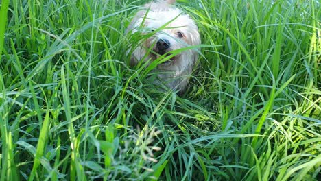pet dog travelling through very tall and overgrown green grass field path on her way to adventures at camelroc