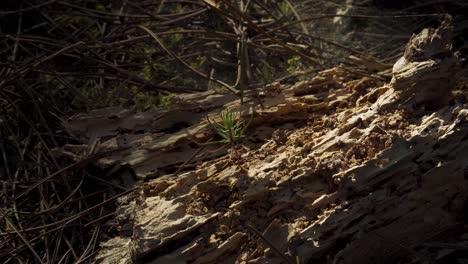 4K-close-up-on-a-baby-pine-tree-growing-up-in-the-middle-of-a-rotten-pine-trunk,-old-rotten-trunk-serving-as-soil-for-the-baby-pine-tree