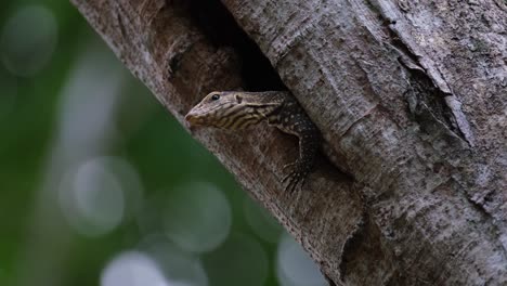 A-sleepy-Clouded-Monitor-Lizard-Varanus-nebulosus-is-looking-around-from-its-nest-on-a-tree,-dozing-off-to-sleep-towards-the-end-of-the-video,-inside-Kaeng-Krachan-Nationall-Park-in-Thailand