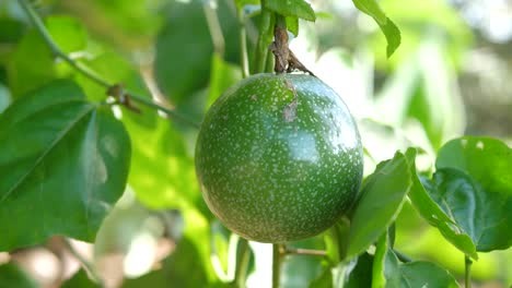 primer plano de fruta de la pasión fresca y cruda con luz solar