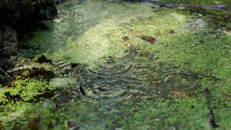 common duckweed