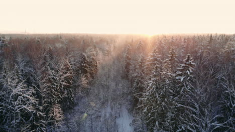 Luftbild-Eines-Winterwaldes.-Beim-Flug-über-Die-Verschneiten-Wälder-Geht-Die-Sonne-Orange-über-Den-Weißen-Bäumen-Unter.-Frostiger-Morgen.-Winterlandschaft