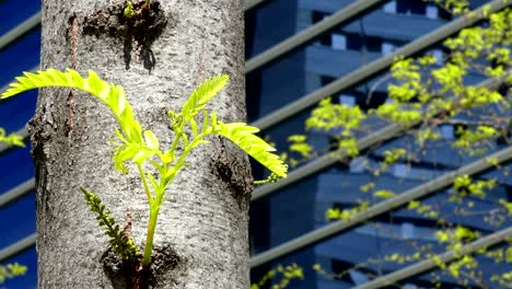 Sustainable city