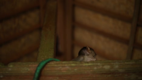 a baby balinese long-tailed monkey at the sacred monkey forest in bali, indonesia hiding in the ceiling of a hut staring at the camera