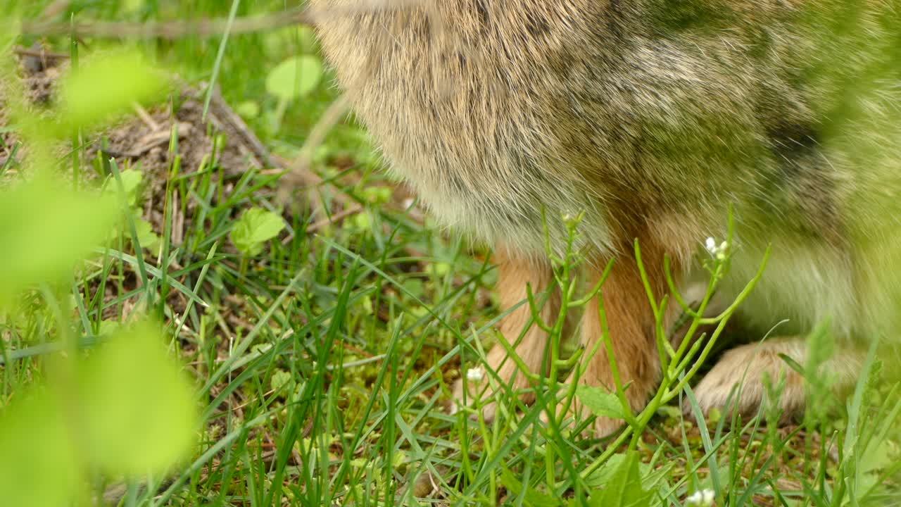 super primer plano de un conejo marrón comiendo hierba