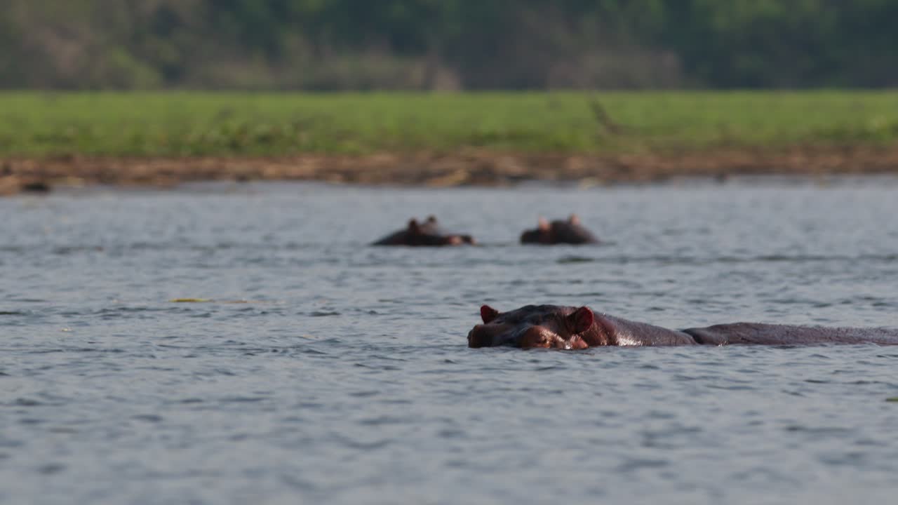 Several hippopotamuses (Hippopotamus amphibius) swim with only heads visible above the water in the Nile River, with a distant shoreline and green forest forming the peaceful Ugandan backdrop.