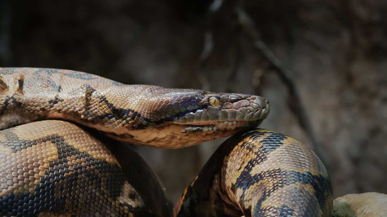 grand python réticulé rampant le long des branches d'un arbre. vidéo 4k