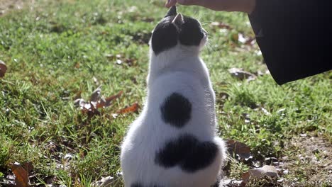 a hand petting a black and white cat outdoors