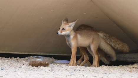 someone leaves dog food out for a den of wild arabian red foxes adapted to living in the abu dhabi city with den under a bridge