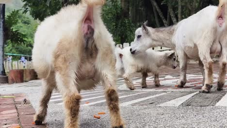 cabras en el zoológico