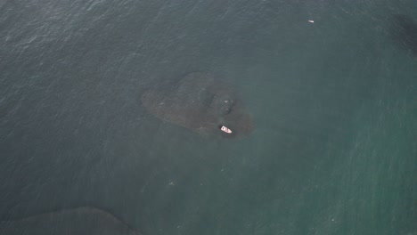 boat and divers surrounded by huge sardine bait ball during sardine run in south africa