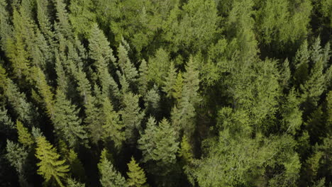 Antenne---Birkenwipfel-Im-Vaglaskogur-Wald,-Island,-Steigende-Neigung-Nach-Unten